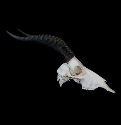 Blesbok Skull with Horns - Paxton Gate