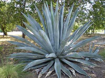 Blue Agave Bar Soap - Paxton Gate