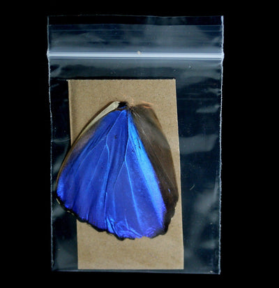 Blue Morpho Loose Butterfly Wings - Paxton Gate