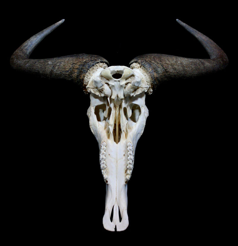 Blue Wildebeest Skull with Horns - Paxton Gate