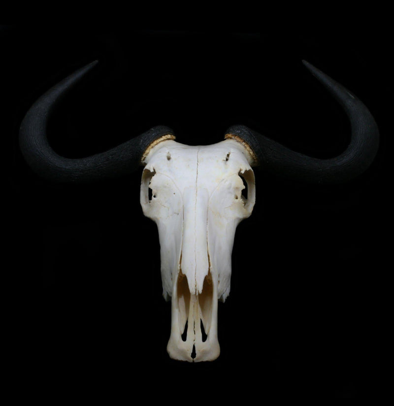 Blue Wildebeest Skull with Horns - Paxton Gate