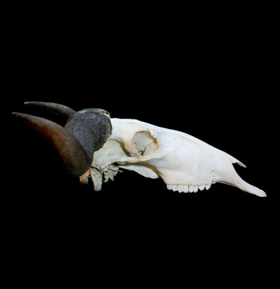 Blue Wildebeest Skull with Horns - Paxton Gate