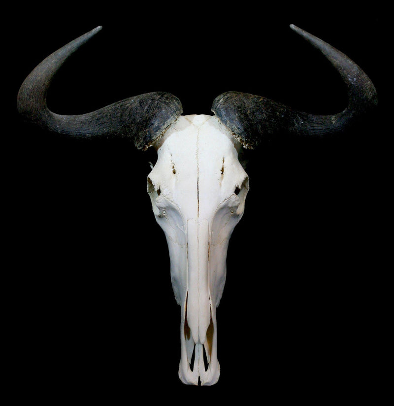 Blue Wildebeest Skull with Horns - Paxton Gate