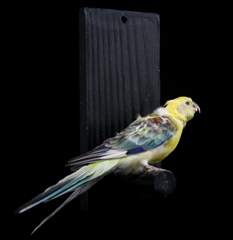 Blue-Winged Taxidermy Parrot - Paxton Gate