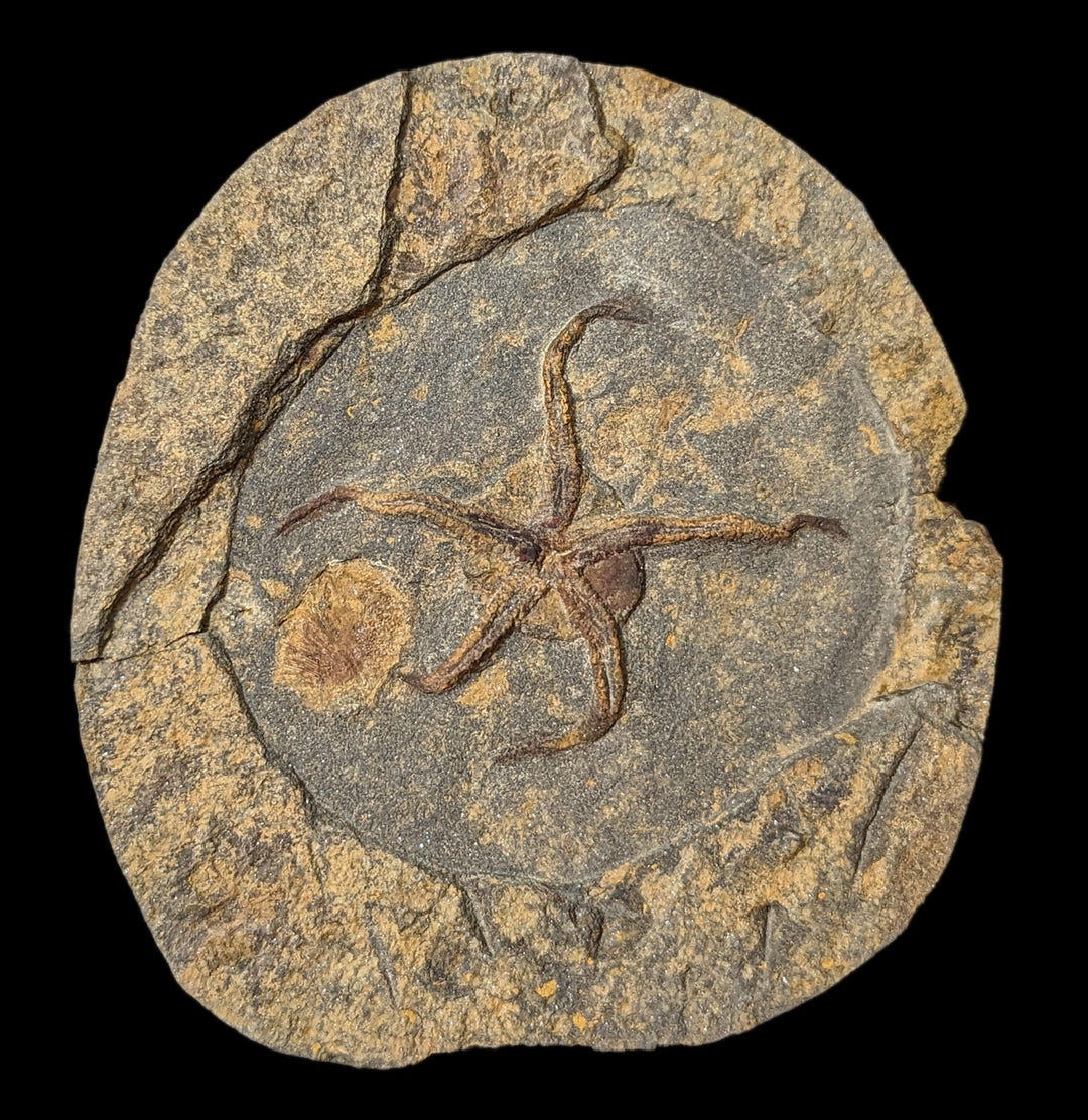 Brittle-Star-Fossil-Plate-