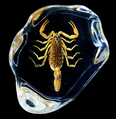 Brown Scorpion in Resin - Paxton Gate