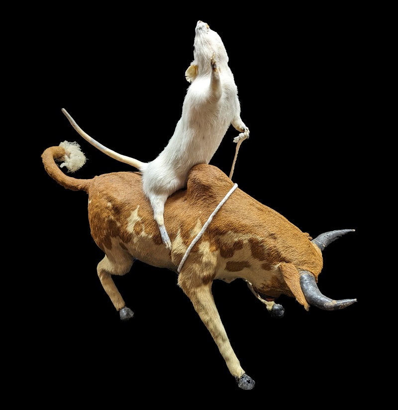 Bull Riding Rat Taxidermy-Taxidermy-Geoffrey Vassallo-PaxtonGate