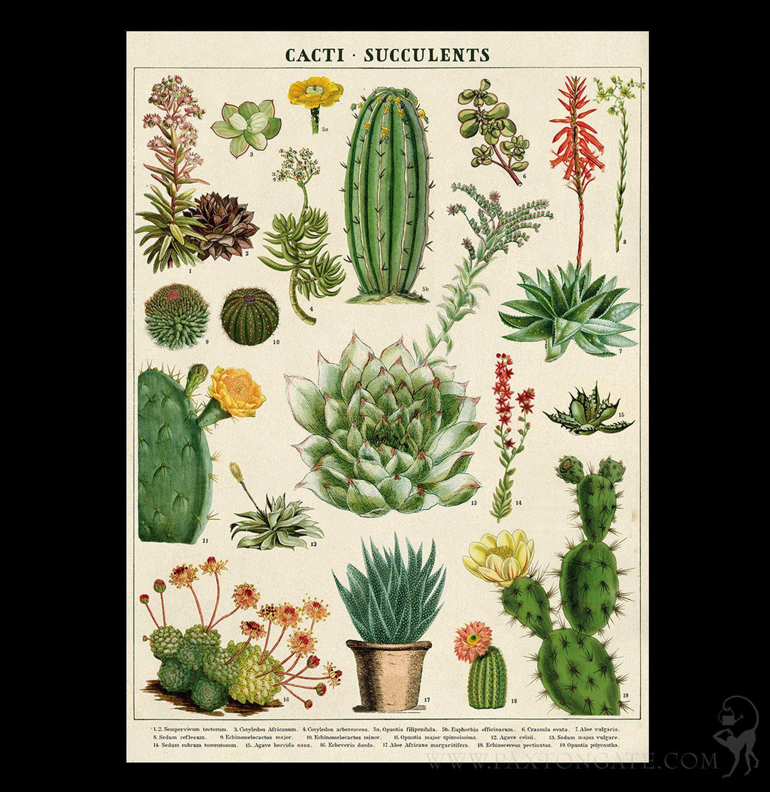 vintage succulents Cavallini Paper, Cacti & Succulents