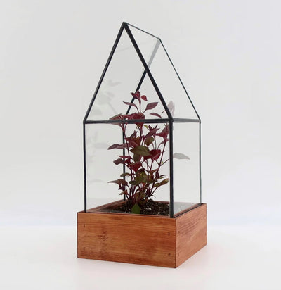 Cape Cod Terrarium-Terrariums-LeadHead Glass-PaxtonGate