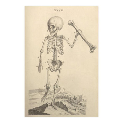 Child Skeleton Matte Poster - Paxton Gate