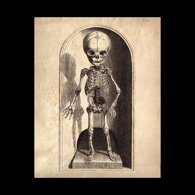 Child's Skeleton 8" x 10" Print - Paxton Gate