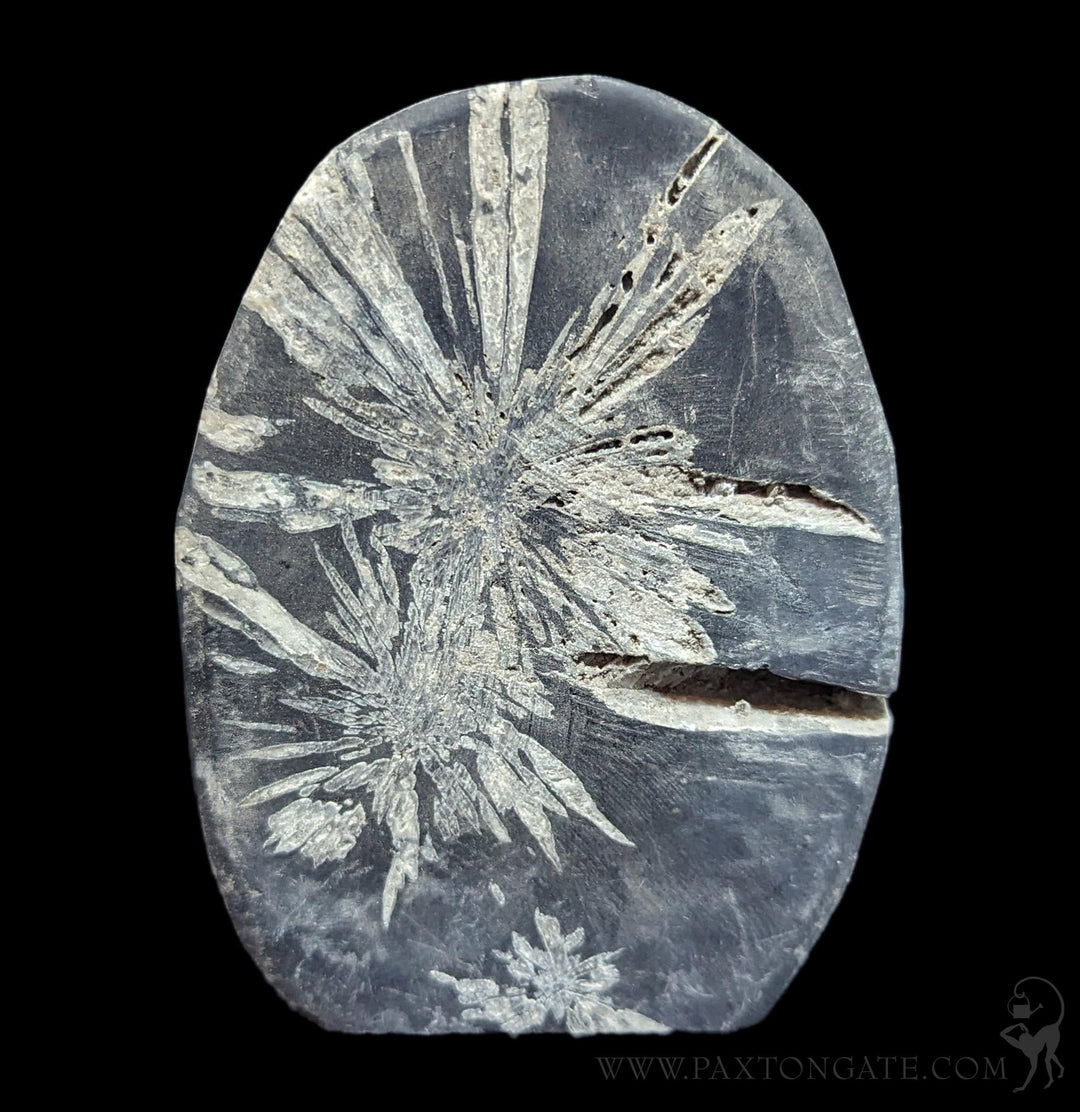 Chrysanthemum Stone For Sale | Paxton Gate