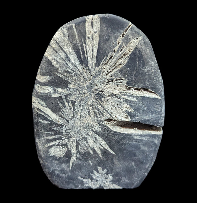 Chrysanthemum Stone-Fossils-Guilin Jinglin Minerals-PaxtonGate