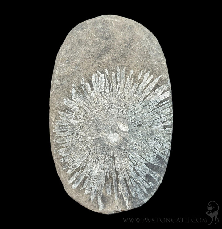 Chrysanthemum Stone For Sale | Paxton Gate