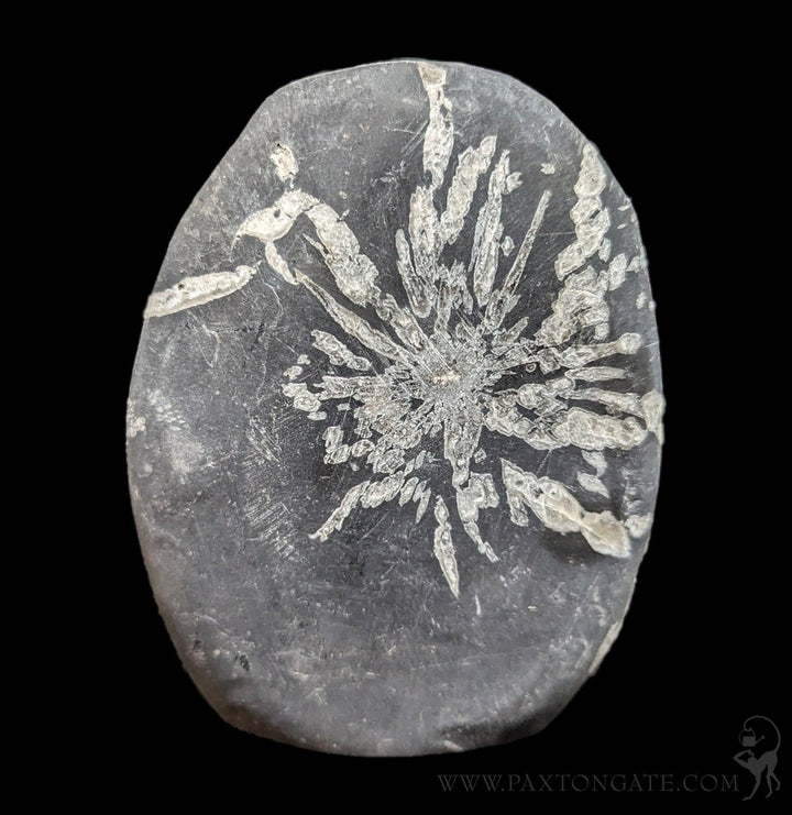 菊花石　chrysanthemum stone Chrysanthemum Stone from China (101.9 grams) — Astro Gallery
