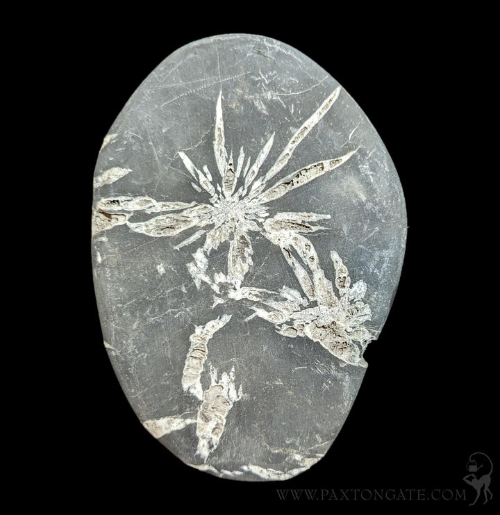 Chrysanthemum Stone For Sale | Paxton Gate