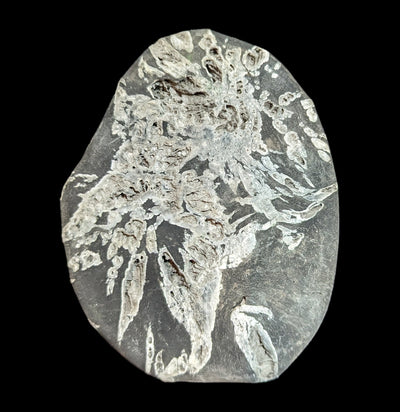 Chrysanthemum Stone-Fossils-Guilin Jinglin Minerals-PaxtonGate