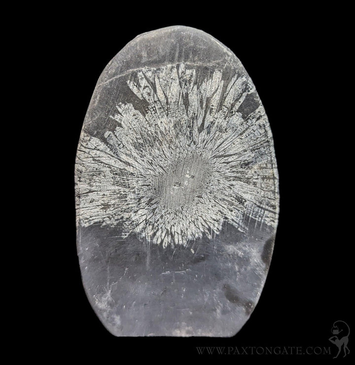 Chrysanthemum Stone For Sale | Paxton Gate