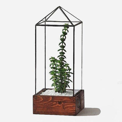 Clear Tower Terrarium - Paxton Gate