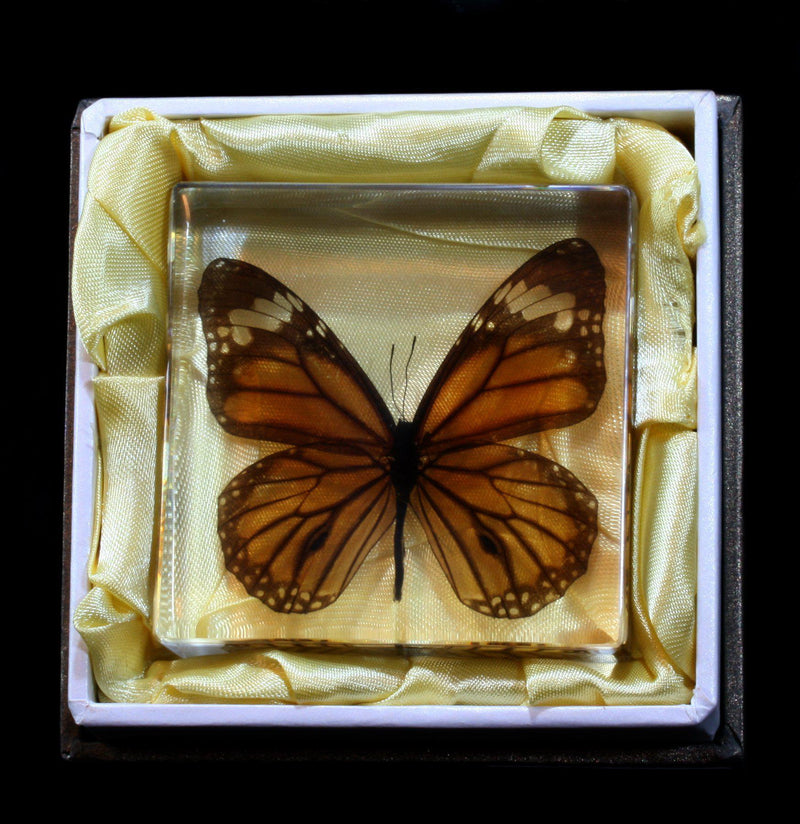 Common Tiger Butterfly Acrylic Paperweight - Paxton Gate