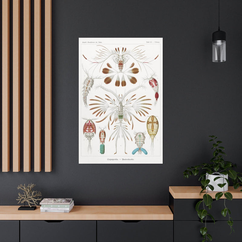 "Copepoda Ruderkrebse" By Ernst Haeckel Canvas Gallery Wraps-Canvas-Printify-PaxtonGate