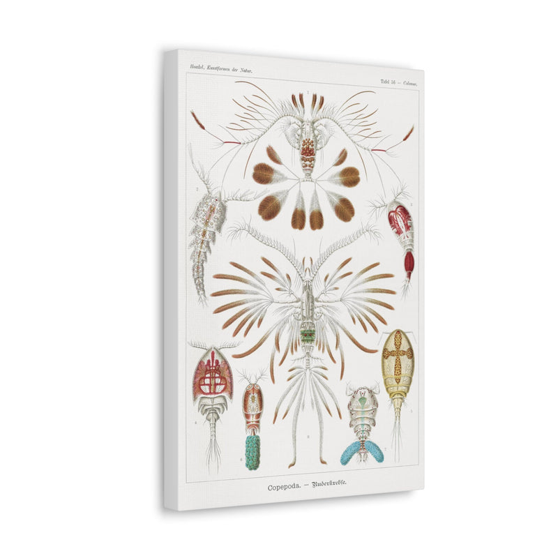 "Copepoda Ruderkrebse" By Ernst Haeckel Canvas Gallery Wraps-Canvas-Printify-PaxtonGate