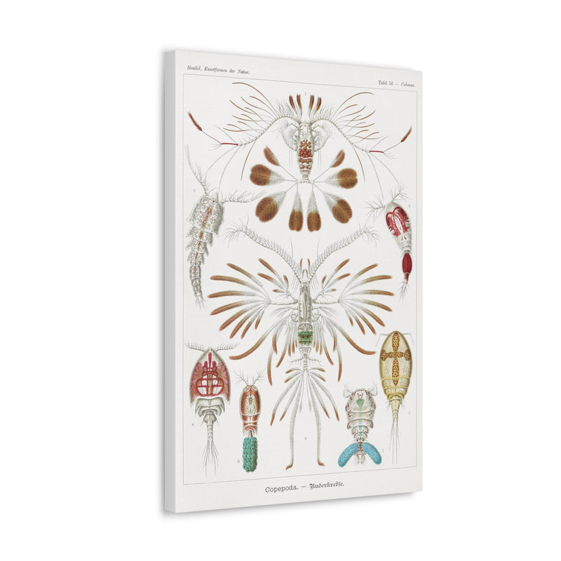 "Copepoda Ruderkrebse" By Ernst Haeckel Canvas Gallery Wraps-Canvas-Printify-PaxtonGate