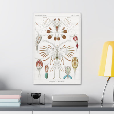 "Copepoda Ruderkrebse" By Ernst Haeckel Canvas Gallery Wraps-Canvas-Printify-PaxtonGate