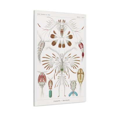 "Copepoda Ruderkrebse" By Ernst Haeckel Canvas Gallery Wraps-Canvas-Printify-PaxtonGate