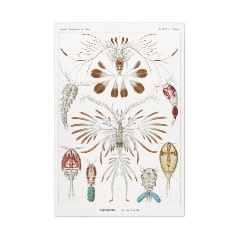 "Copepoda Ruderkrebse" By Ernst Haeckel Canvas Gallery Wraps-Canvas-Printify-PaxtonGate