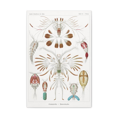 "Copepoda Ruderkrebse" By Ernst Haeckel Canvas Gallery Wraps-Canvas-Printify-PaxtonGate