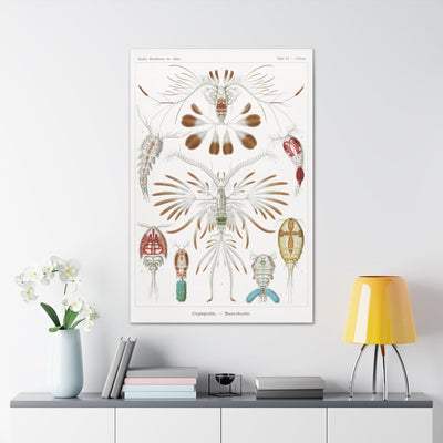 "Copepoda Ruderkrebse" By Ernst Haeckel Canvas Gallery Wraps-Canvas-Printify-PaxtonGate