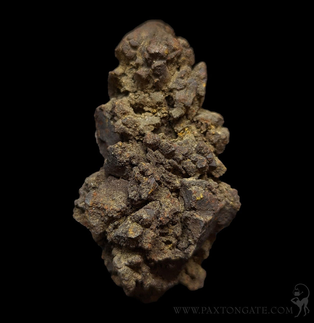 Coprolite For Sale | Paxton Gate