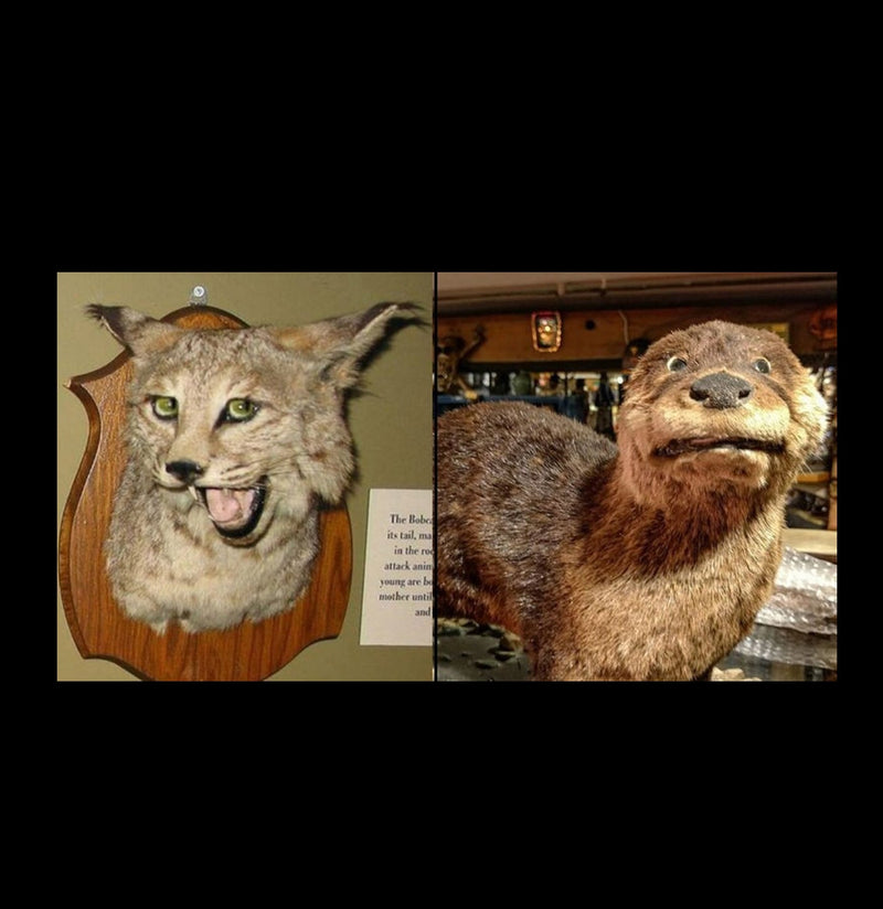 Crap Taxidermy - Paxton Gate