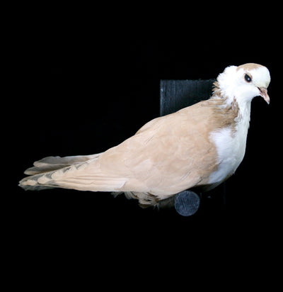 Crested Pigeon Taxidermy - Paxton Gate