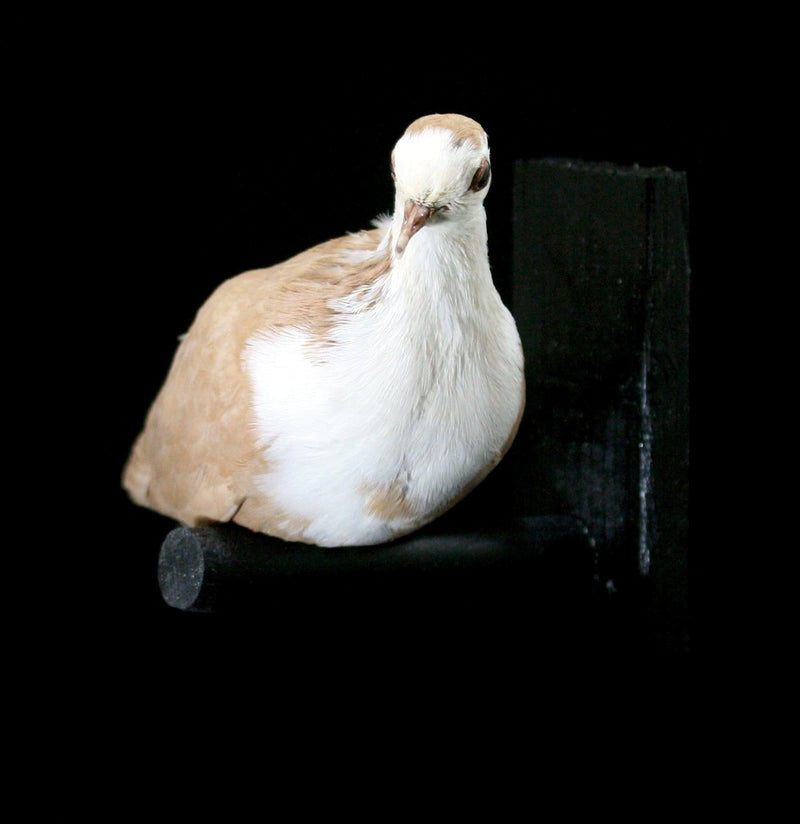 Crested Pigeon Taxidermy - Paxton Gate