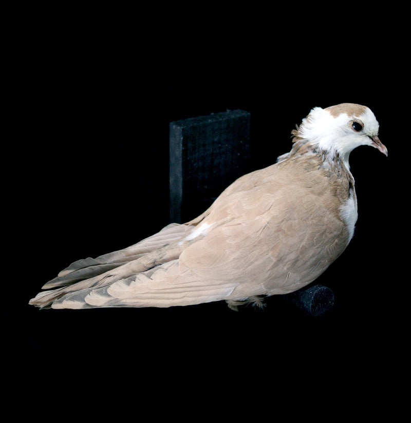 Crested Pigeon Taxidermy - Paxton Gate