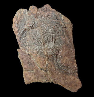 Crinoid Fossil Plate Specimen C-Fossils-Sahara Overland-PaxtonGate