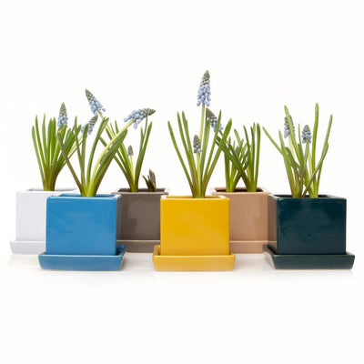 Cube & Saucer Planter - Paxton Gate