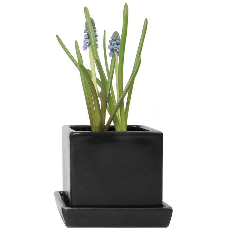 Cube & Saucer Planter - Paxton Gate