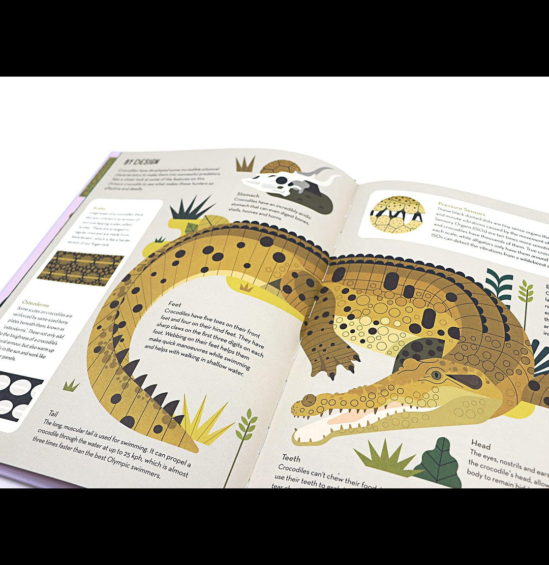 Curious about Crocodiles For Sale | Paxton Gate