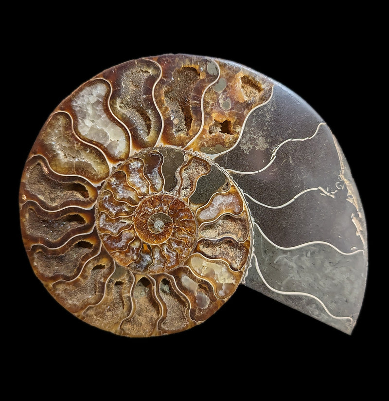 Cut and Polished Agatized Ammonites-Fossils-Madagascar Import SEAM In-PaxtonGate