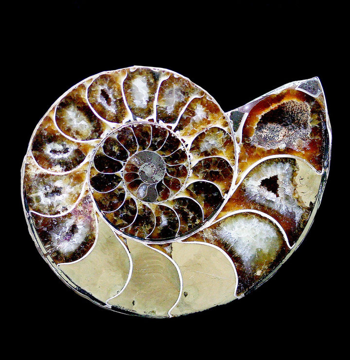 Impeccable Large Agatized outlet Ammonite Pair. Specimen. US Seller