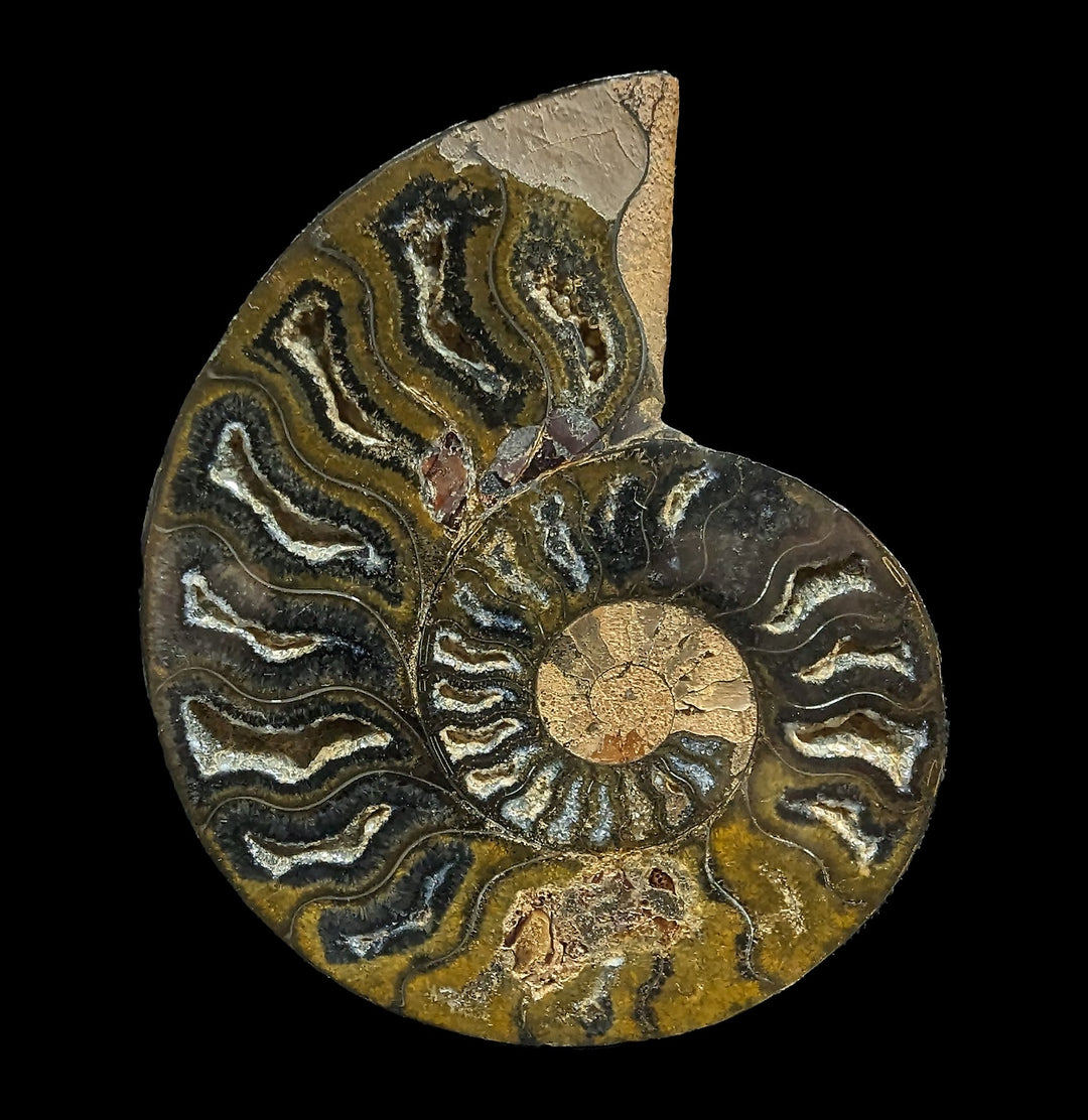 Impeccable Large Agatized Ammonite Pair. Specimen. US shops Seller