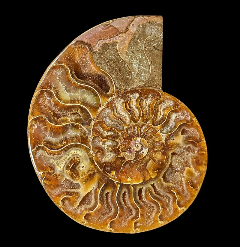 Cut and Polished Agatized Ammonites-Fossils-Madagascar Import SEAM In-PaxtonGate