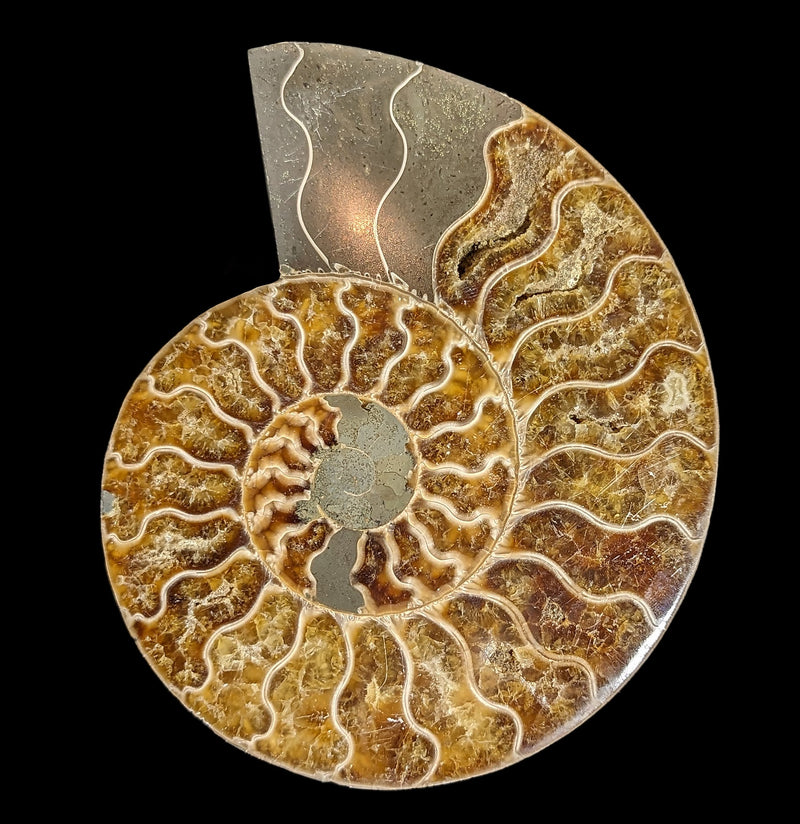 Cut and Polished Agatized Ammonites-Fossils-Madagascar Import SEAM In-PaxtonGate