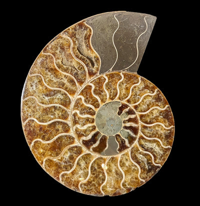 Cut and Polished Agatized Ammonites-Fossils-Madagascar Import SEAM In-PaxtonGate