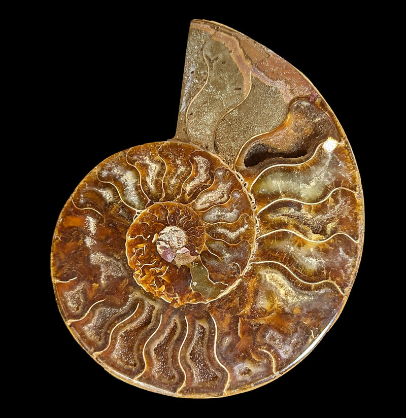 Cut and Polished Agatized Ammonites-Fossils-Madagascar Import SEAM In-PaxtonGate