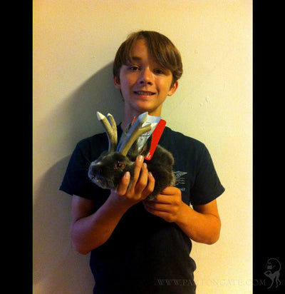DIY Taxidermy Jackalope Class - Paxton Gate