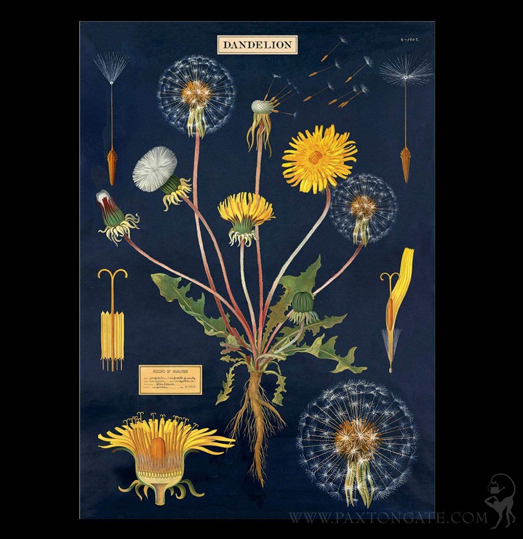 Dandelion Variation Dandelion Chart – Paxton Gate